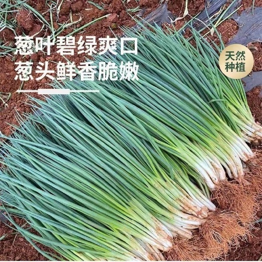农家香葱分葱种籽四季小香葱 阳台田园种植 四季蔬菜新种子