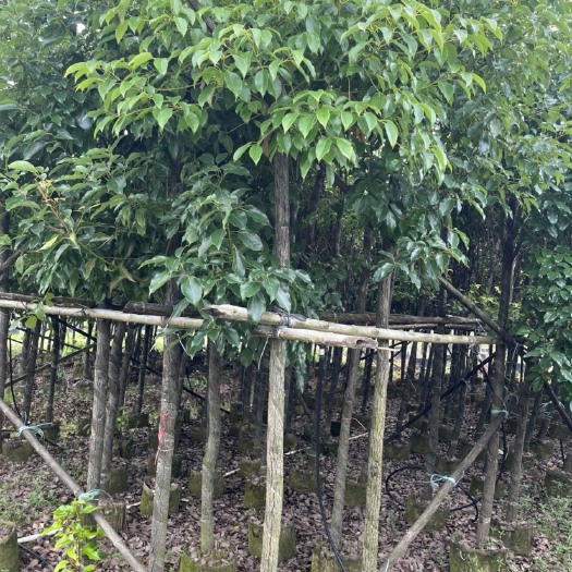 揭西县正宗香樟树批发批量（备注是大乔木）