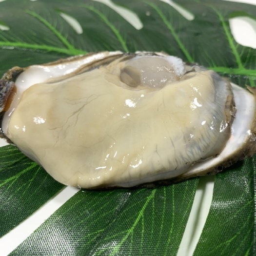 佛山广东三倍体生蚝，台山货，精品刺身，新鲜发货，源头产地批发价