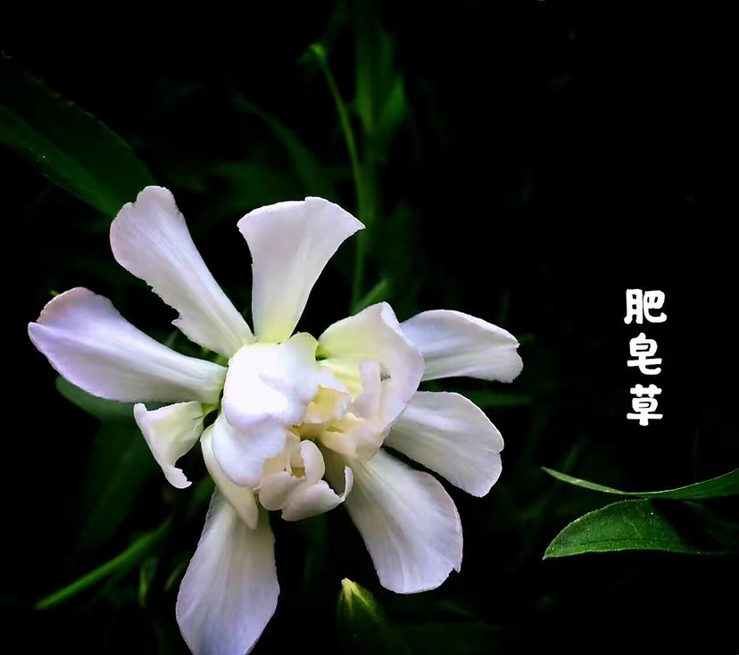 南京肥皂草种子 岩生肥皂草 岩生碱草 优质花种子 玫瑰粉色
