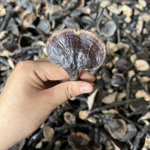 怀集县正宗灵芝