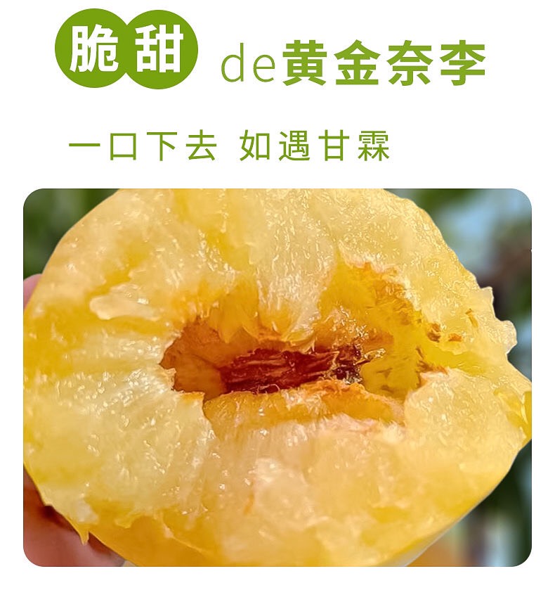 黃金奈李現(xiàn)摘水果當(dāng)季李子青脆脫骨芙蓉李新鮮 水果酸甜可口