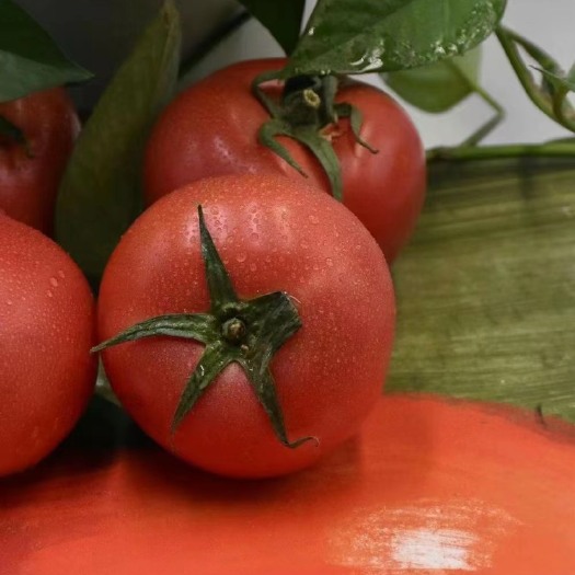 新疆番茄西红柿