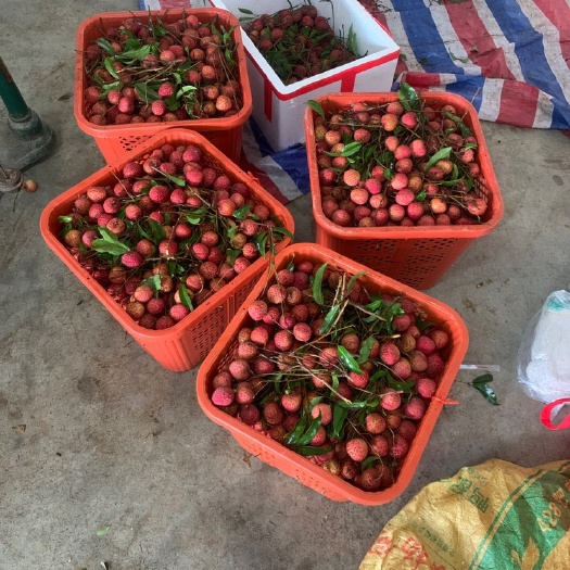 惠来县红花荔枝，桂味大量上市