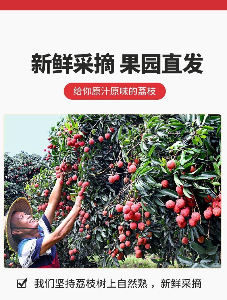 广东增城仙进奉荔枝新鲜5斤/10斤装现摘现发小核水果整箱空运