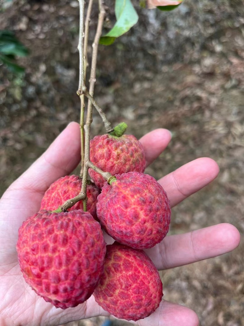 广东增城仙进奉荔枝新鲜5斤/10斤装现摘现发小核水果整箱空运