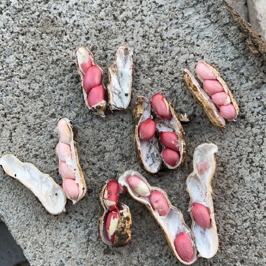 徐州代收鲜花生
