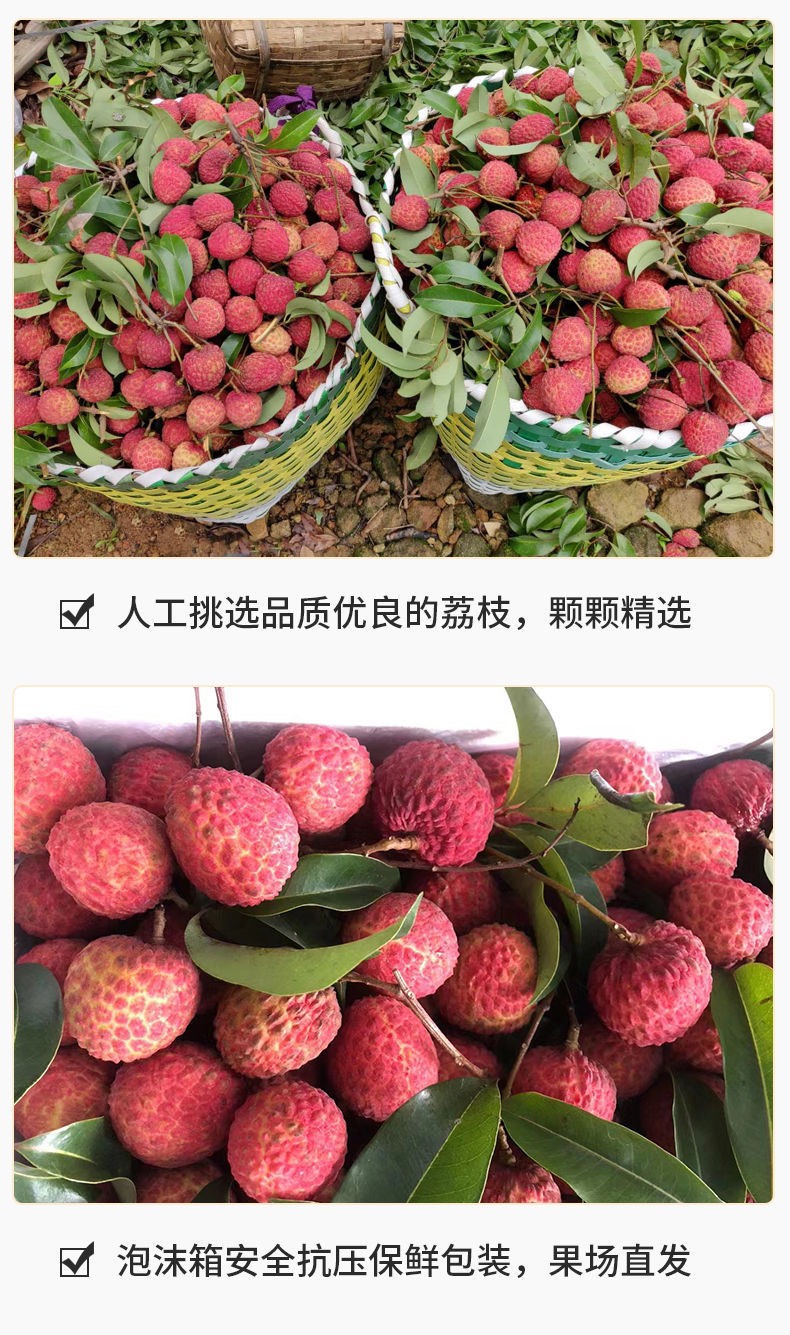 广东增城仙进奉荔枝新鲜5斤/10斤装现摘现发小核水果整箱空运