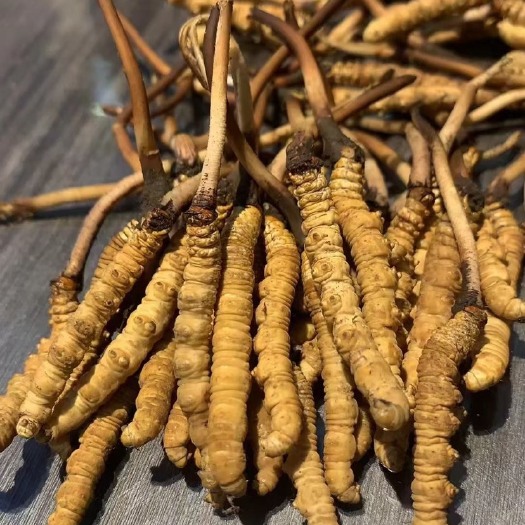 理塘县冬虫夏草
