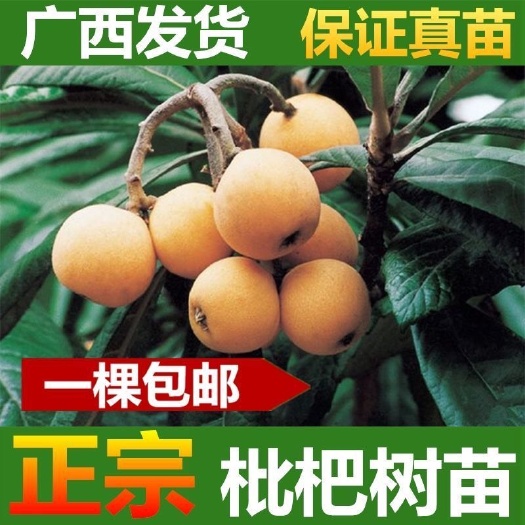 灵山县枇杷树苗正宗嫁接双季枇杷大五星枇杷耐寒南北方盆栽地栽当年结果