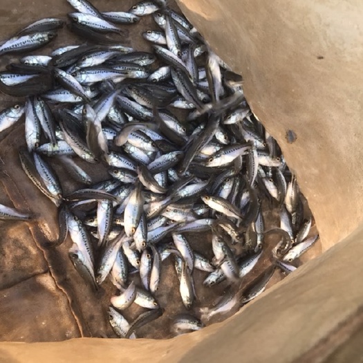 荆州加州鲈鱼苗