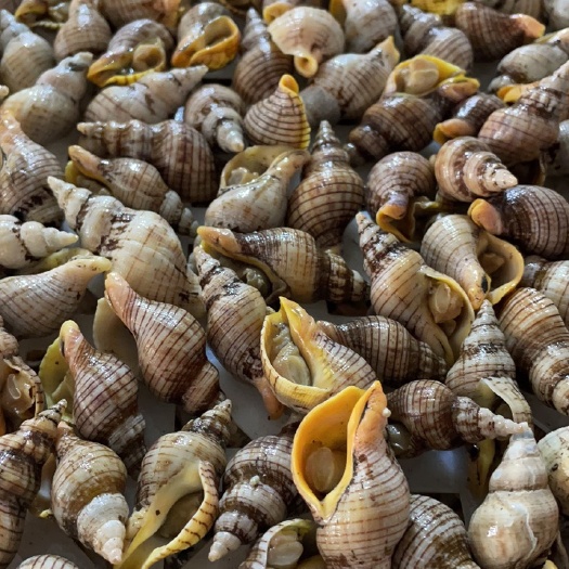 连云港白玉螺捞汁食材小海螺红枣螺海螺香螺贝贝螺熟冻黄口玉螺