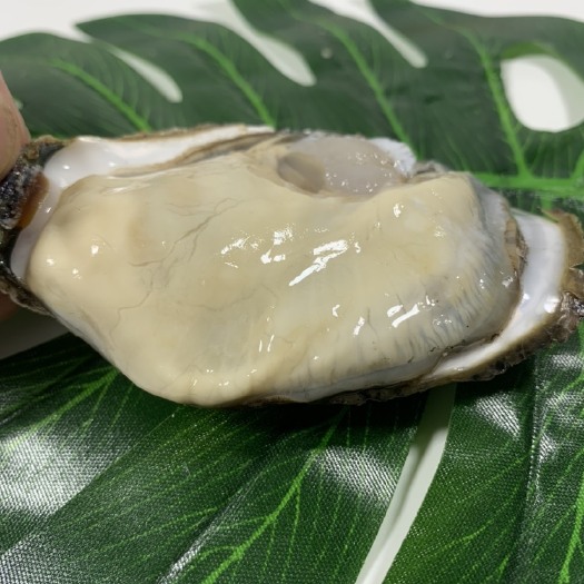 佛山广东产地直销，台山三倍体生蚝，精品批发，直供烧烤店酒店大排档