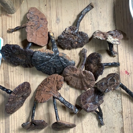 黎平县贵州紫灵芝黑灵芝农家自产中货5-10厘米