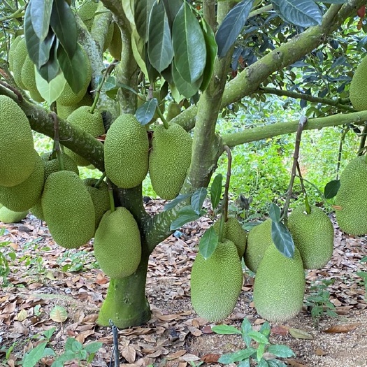 海南陵水珍珠榴莲蜜