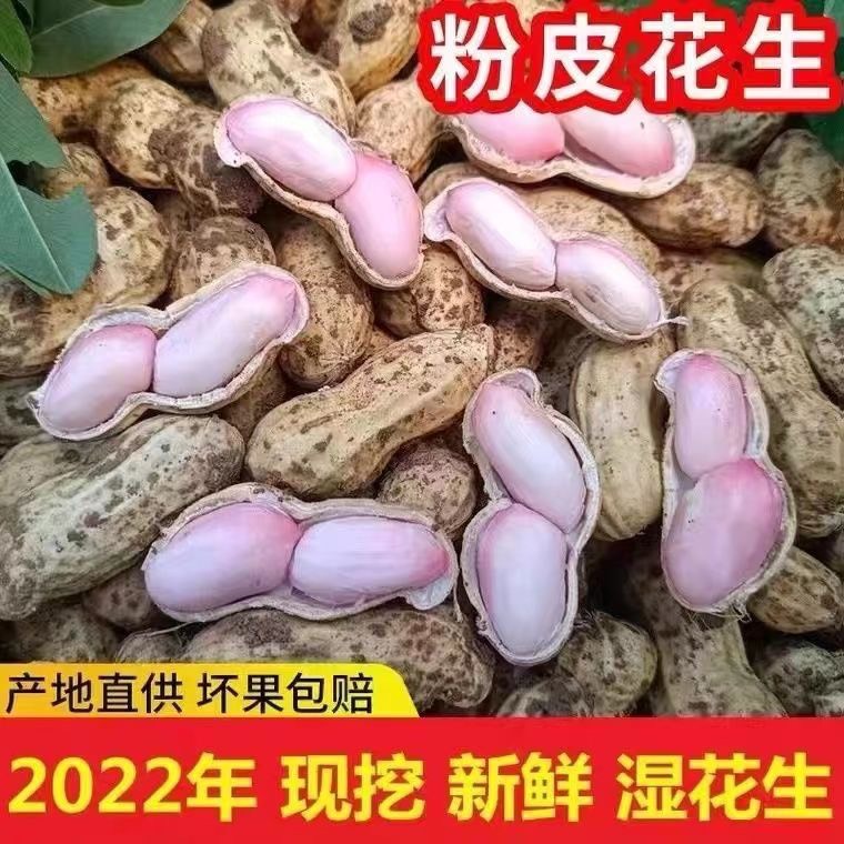 曹县2022年新鲜带壳粉皮湿花生现挖现发农家自种水煮花生带泥新鲜