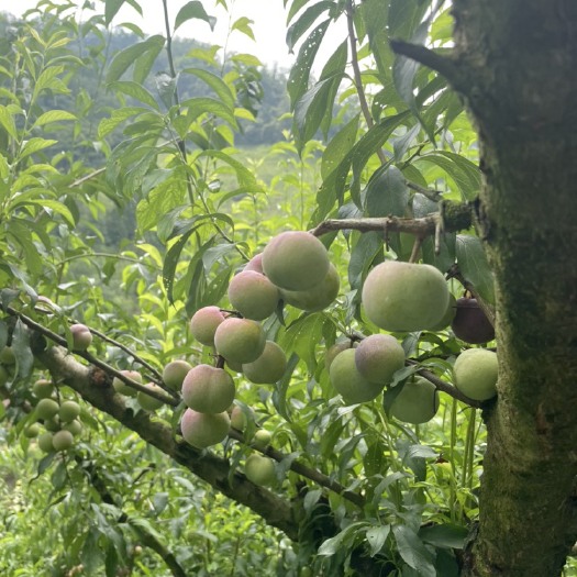 屏山县四川半边红自己家种的   需要多少有多少
