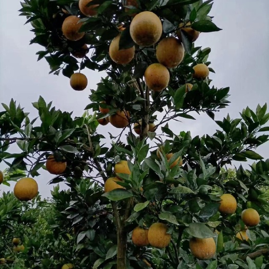 贵阳夏橙
