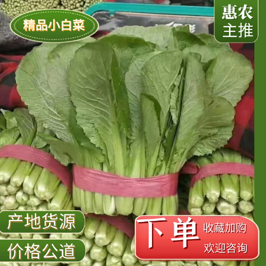 邯郸小白菜