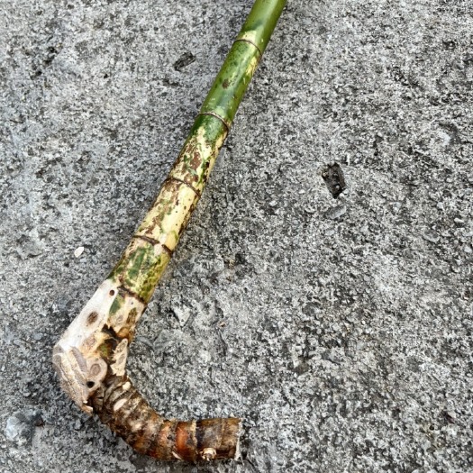 三都县棕竹