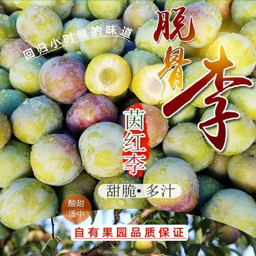 半边红李子 四川凤凰李一点红五月脆李子脱骨李新鲜水果脆红李