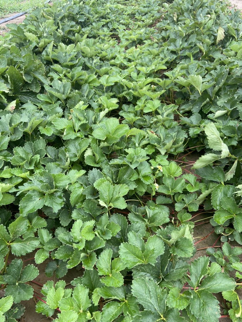 隋株(香野)草莓苗，脱毒草莓种苗，品种丰富，欢迎实地考察