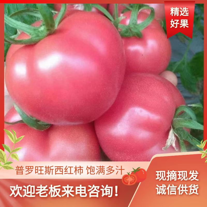 泾阳县陕西，泾阳普罗旺斯水果西红柿大量上市中，产地一手货源