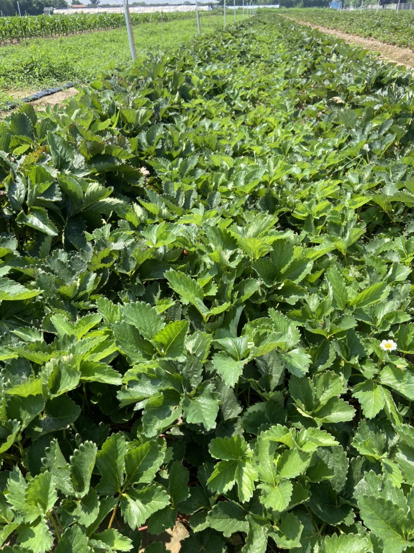 泰安隋株(香野)草莓苗，脱毒草莓种苗，品种丰富，欢迎实地考察