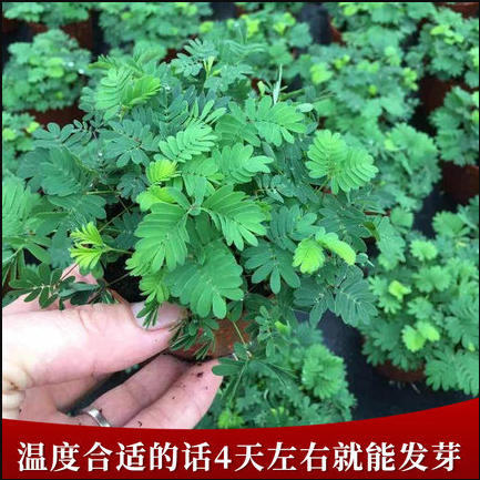 含羞草种子阳台绿植春季花种子室内盆栽易种易活含羞草种子
