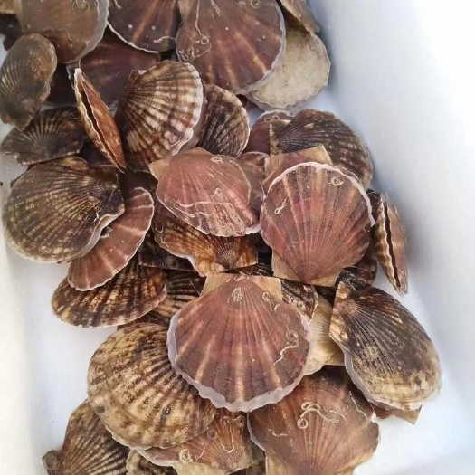烟台虾夷扇贝虾夷贝