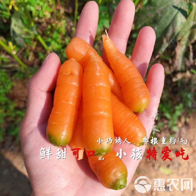 小胡萝卜种子 农田菜园可盆栽嫩脆小手指拇指水果胡萝卜蔬菜籽