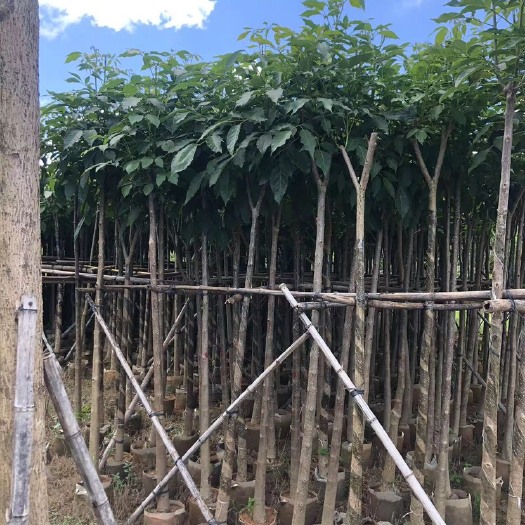 揭阳5-20公分洋红风铃木树苗，光棍-骨架-全冠，大量供应！