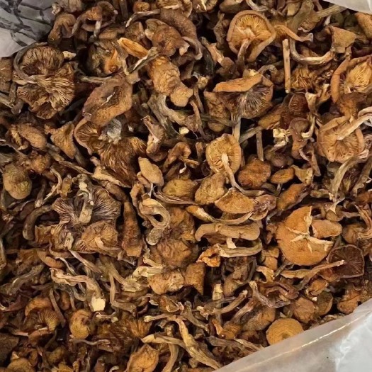 吉林市大东北深山长白山野生榛蘑，肉头不柴，小鸡炖蘑菇的伴侣