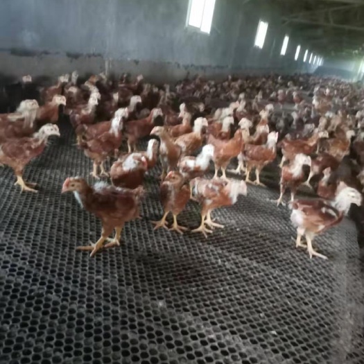 潍坊红玉380公鸡7000只便宜出售