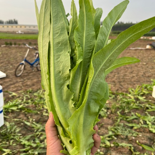 银川精品油麦菜