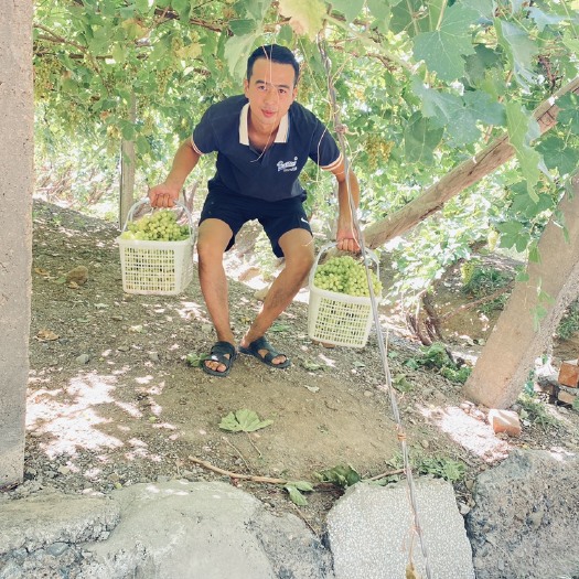 吐鲁番葡萄，无核白葡萄，吐鲁番盆地葡萄园开园了，高品质，