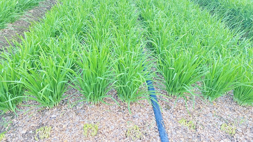 韭菜3刀4刀5刀，中粗大叶韭菜