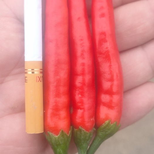 莎车县朝天椒，艳椒425品种，现实优惠