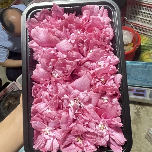 深圳木槿花