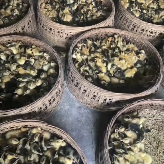 阳西县阳江大种麻鸭苗