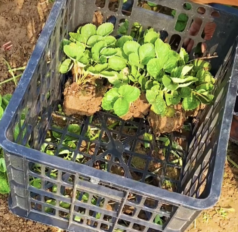 菏泽出口级露天草莓的种苗(草莓包回购)