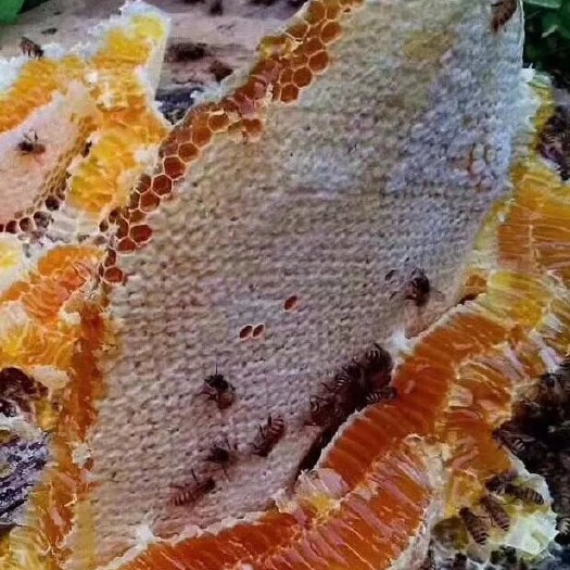 宜昌秦岭土蜂蜜，