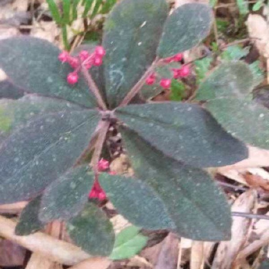 金平县虎舌红