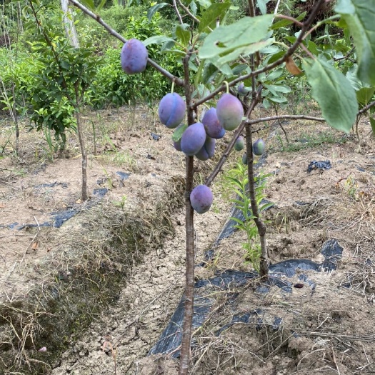 苍溪县(基地直供)当年挂果，品种纯，根系发达的法兰西女神蓝蜜西梅