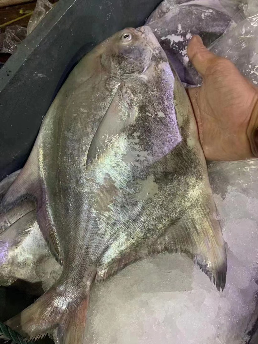 深海斗鲳鱼 白仓肉昌银鲳鱼 海捕平鱼扁鱼镜鱼白鲳肉鲳
