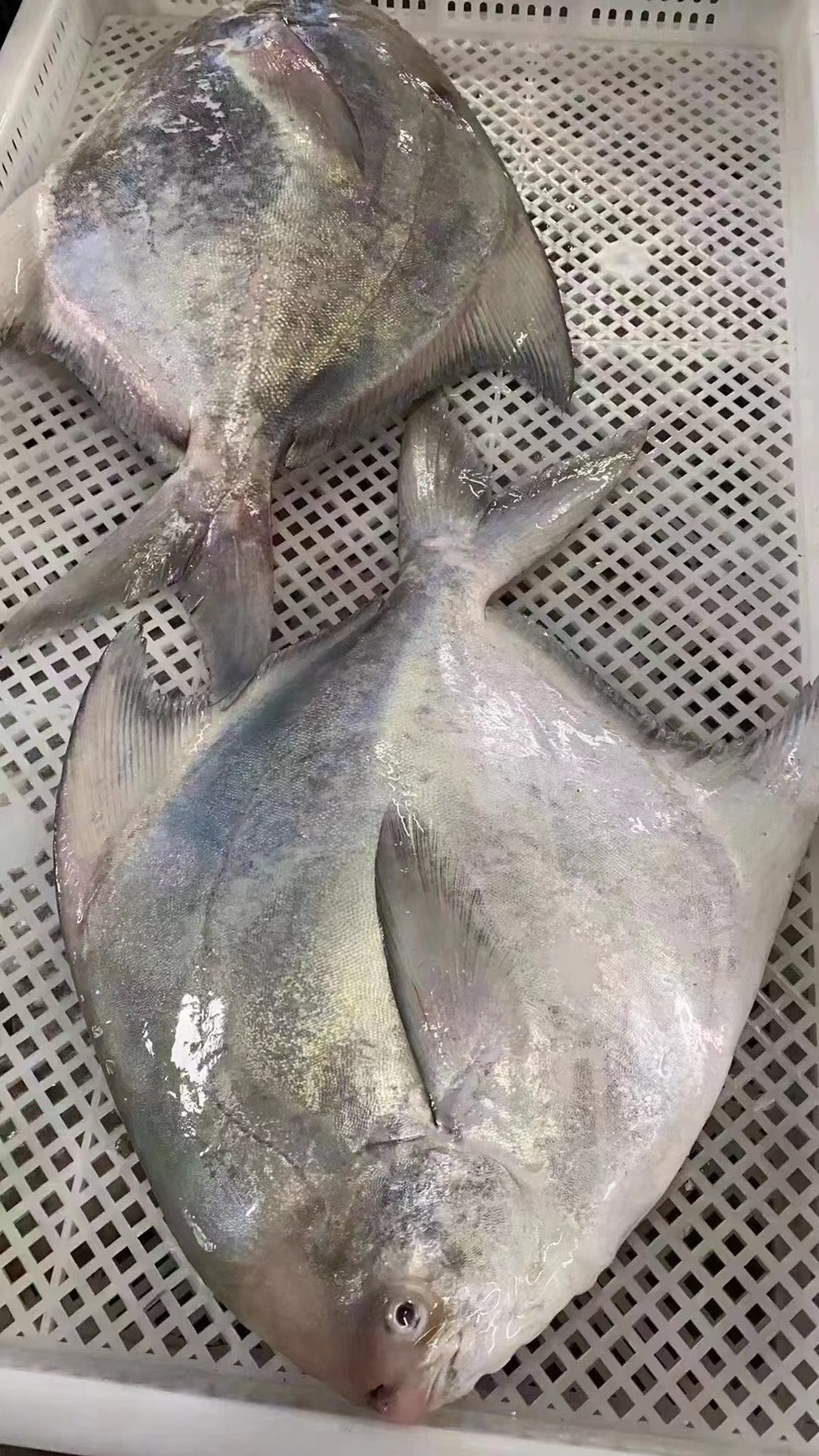 深海斗鲳鱼 白仓肉昌银鲳鱼 海捕平鱼扁鱼镜鱼白鲳肉鲳