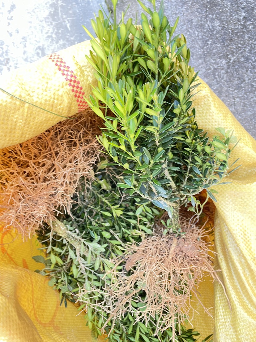 雀舌黄杨移栽苗