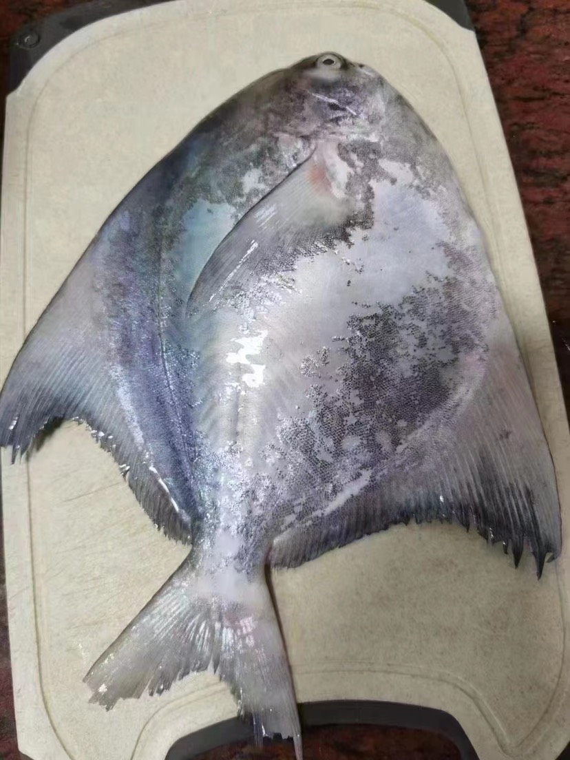 深海斗鲳鱼 白仓肉昌银鲳鱼 海捕平鱼扁鱼镜鱼白鲳肉鲳