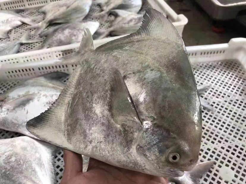 深海斗鲳鱼 白仓肉昌银鲳鱼 海捕平鱼扁鱼镜鱼白鲳肉鲳