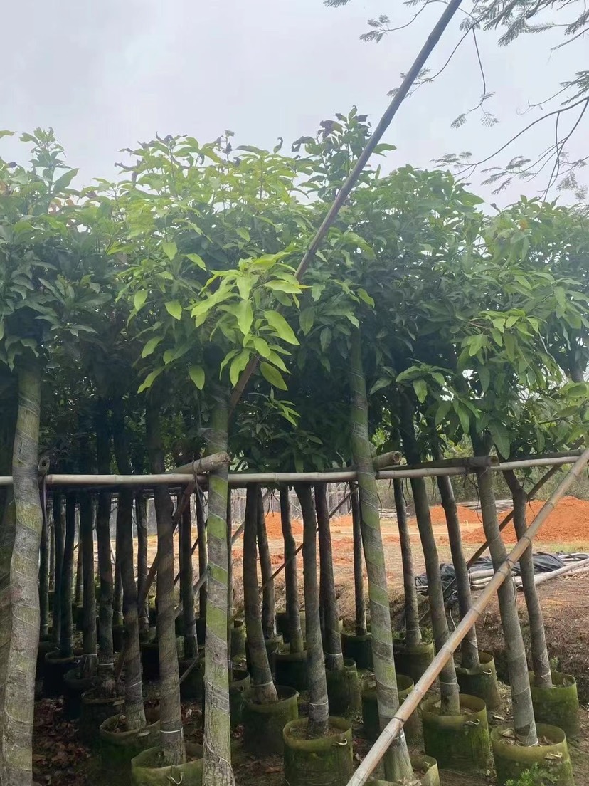 广东水果苗种植基地供应，绿化芒果树10-12公分